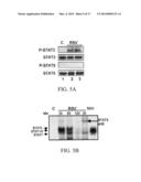 JAK/STAT INHIBITORS AND MAPK/ERK INHIBITORS FOR RSV INFECTION diagram and image