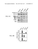 JAK/STAT INHIBITORS AND MAPK/ERK INHIBITORS FOR RSV INFECTION diagram and image