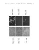 JAK/STAT INHIBITORS AND MAPK/ERK INHIBITORS FOR RSV INFECTION diagram and image