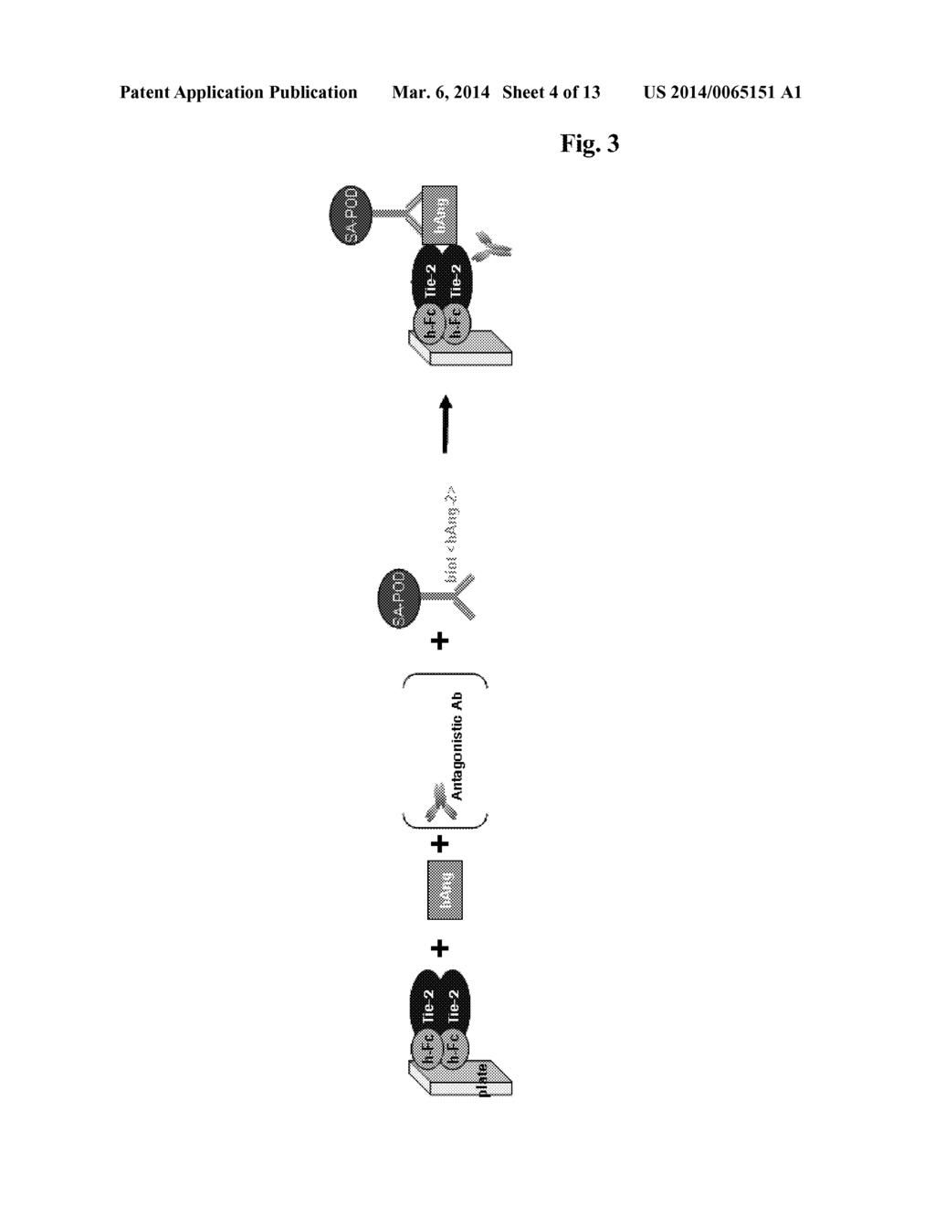 ANTIBODIES AGAINST HUMAN ANGIOPOIETIN 2 - diagram, schematic, and image 05