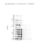 YEAST-BASED THERAPEUTIC FOR CHRONIC HEPATITIS B INFECTION diagram and image