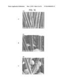 FUEL CELL, METHOD FOR PRODUCING FUEL CELL, ELECTRONIC APPARATUS,     NICOTINAMIDE ADENINE DINUCLEOTIDE-IMMOBILIZED ELECTRODE, NICOTINAMIDE     ADENINE DINUCLEOTIDE-IMMOBILIZED CARRIER, ENZYME REACTION UTILIZATION     DEVICE, PROTEIN-IMMOBILIZED ELECTRODE AND PROTEIN-IMMOBILIZED CARRIER diagram and image