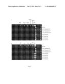 PLASMID-ENCODED NEUROTOXIN GENES IN CLOSTRIDIUM BOTULINUM SEROTYPE A     SUBTYPES diagram and image