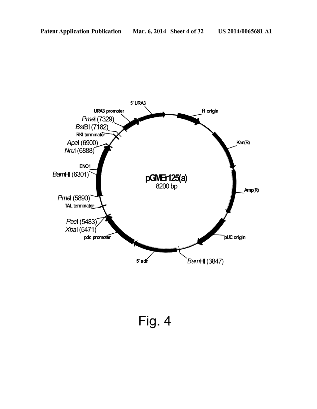 Compositions and methods for 3-hydroxypropionic acid production - diagram, schematic, and image 05