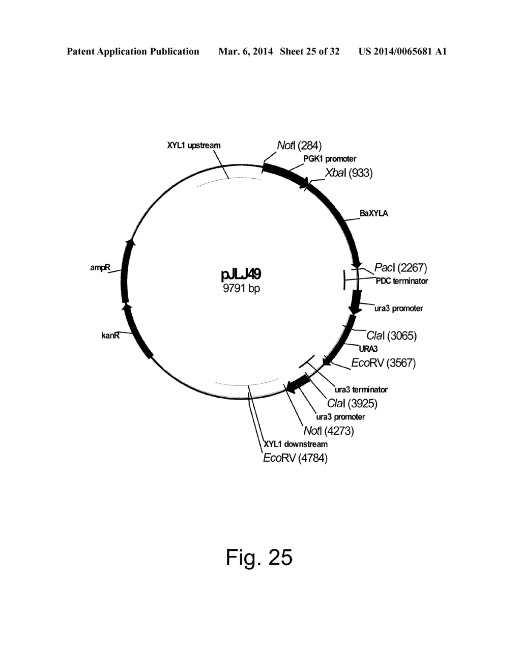 Compositions and methods for 3-hydroxypropionic acid production - diagram, schematic, and image 26