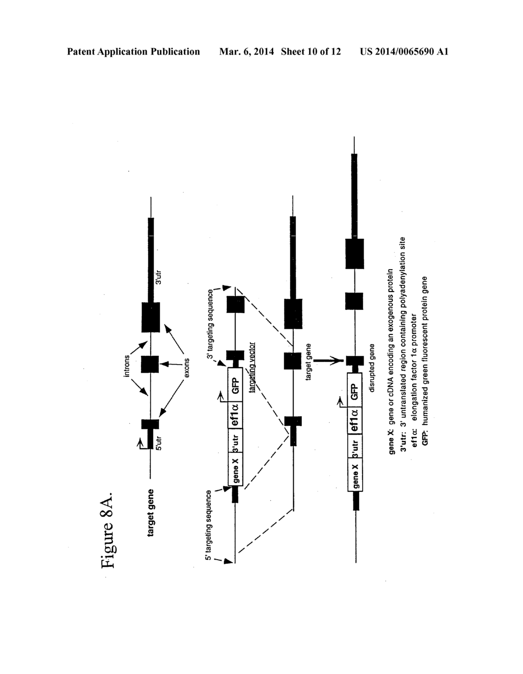 Avian Transgenesis and Exogenous Proteins - diagram, schematic, and image 11