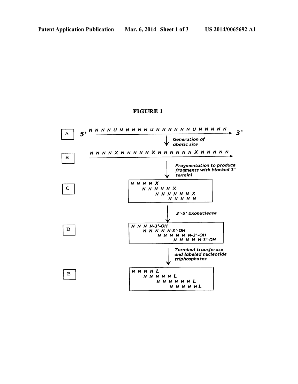 Methods for Fragmentation and Labeling of Nucleic Acids - diagram, schematic, and image 02