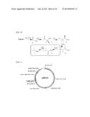 CELLS AND METHODS FOR PRODUCING ISOBUTYRIC ACID diagram and image