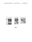 NOVEL BACTERIAL EXPRESSION PLASMID diagram and image