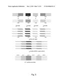 TEMPLATE DIRECTED SPLIT AND MIX SYNTHESIS OF SMALL MOLECULE LIBRARIES diagram and image