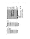 INHIBITORS OF BROMODOMAINS AS MODULATORS OF GENE EXPRESSION diagram and image