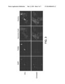 INHIBITORS OF BROMODOMAINS AS MODULATORS OF GENE EXPRESSION diagram and image