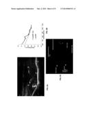 Optoacoustic-Ultrasonic Contrast Agents with Enhanced Efficiency diagram and image