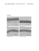 DRIED AND IRRADIATED SKIN EQUIVALENTS FOR READY USE diagram and image