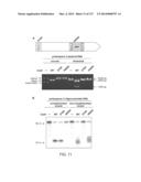 METHODS AND COMPOSITIONS FOR RNA-DIRECTED TARGET DNA MODIFICATION AND FOR     RNA-DIRECTED MODULATION OF TRANSCRIPTION diagram and image