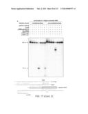 METHODS AND COMPOSITIONS FOR RNA-DIRECTED TARGET DNA MODIFICATION AND FOR     RNA-DIRECTED MODULATION OF TRANSCRIPTION diagram and image