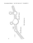 METHODS AND COMPOSITIONS FOR RNA-DIRECTED TARGET DNA MODIFICATION AND FOR     RNA-DIRECTED MODULATION OF TRANSCRIPTION diagram and image