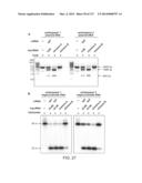 METHODS AND COMPOSITIONS FOR RNA-DIRECTED TARGET DNA MODIFICATION AND FOR     RNA-DIRECTED MODULATION OF TRANSCRIPTION diagram and image