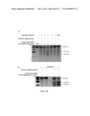 METHODS AND COMPOSITIONS FOR RNA-DIRECTED TARGET DNA MODIFICATION AND FOR     RNA-DIRECTED MODULATION OF TRANSCRIPTION diagram and image