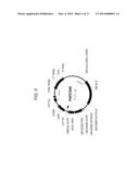 DROUGHT TOLERANT PLANTS AND RELATED CONSTRUCTS AND METHODS INVOLVING GENES     ENCODING ZINC-FINGER (C3HC4-TYPE RING FINGER) FAMILY POLYPEPTIDES diagram and image