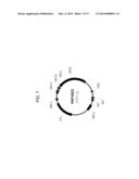 DROUGHT TOLERANT PLANTS AND RELATED CONSTRUCTS AND METHODS INVOLVING GENES     ENCODING ZINC-FINGER (C3HC4-TYPE RING FINGER) FAMILY POLYPEPTIDES diagram and image