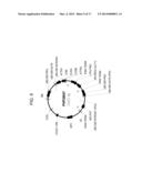 DROUGHT TOLERANT PLANTS AND RELATED CONSTRUCTS AND METHODS INVOLVING GENES     ENCODING ZINC-FINGER (C3HC4-TYPE RING FINGER) FAMILY POLYPEPTIDES diagram and image