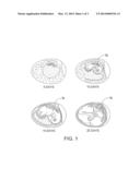 SPECTROPHOTOMETRIC ANALYSIS OF EMBRYONIC CHICK FEATHER COLOR diagram and image