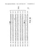 FLT4 (VEGFR-3) AS A TARGET FOR TUMOR IMAGING AND ANTI-TUMOR THERAPY diagram and image