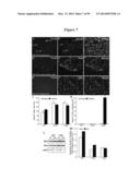 COMPOSITIONS AND METHODS FOR THE TREATMENT OF KRABBE AND OTHER     NEURODEGENERATIVE DISEASES diagram and image