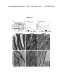 COMPOSITIONS AND METHODS FOR THE TREATMENT OF KRABBE AND OTHER     NEURODEGENERATIVE DISEASES diagram and image