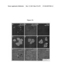 COMPOSITIONS AND METHODS FOR THE TREATMENT OF KRABBE AND OTHER     NEURODEGENERATIVE DISEASES diagram and image