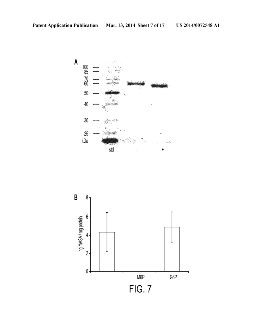 PRODUCTION AND PURIFICATION OF RECOMBINANT ARYLSULFTASE - diagram, schematic, and image 08