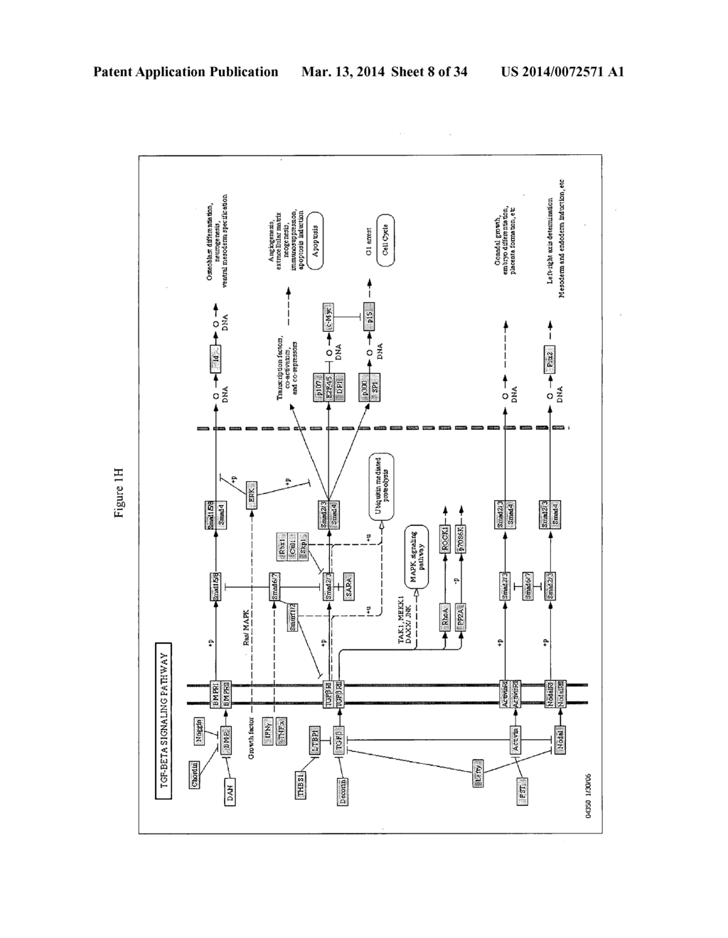 OSTEOPOROSIS ASSOCIATED MARKERS AND METHODS OF USE - diagram, schematic, and image 09