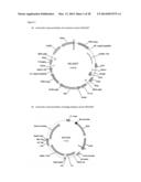 METHODS AND MEANS FOR THE PRODUCTION OF IG-LIKE MOLECULES diagram and image