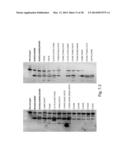 METHODS AND MEANS FOR THE PRODUCTION OF IG-LIKE MOLECULES diagram and image