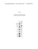 EXPRESSION OF CHIMERIC KSAC PROTEIN AND METHOD OF PRODUCING SOLUBLE     PROTEINS BY HIGH PRESSURE diagram and image