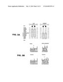 LAFORA S DISEASE GENE diagram and image