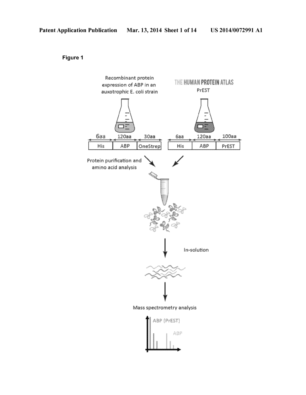 QUANTITATIVE STANDARD FOR MASS SPECTROMETRY OF PROTEINS - diagram, schematic, and image 02