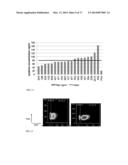 SCREENING AND ENRICHMENT SYSTEM FOR PROTEIN EXPRESSION IN EUKARYOTIC CELLS     USING A TRICISTRONIC EXPRESSION CASSETTE diagram and image