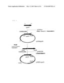 Phenylpyruvate Reductase and Method for Manufacturing Optically-Active     Phenyllactic Acid and 4-Hydroxyl-Phenyllactic Acid Using Same Enzyme diagram and image