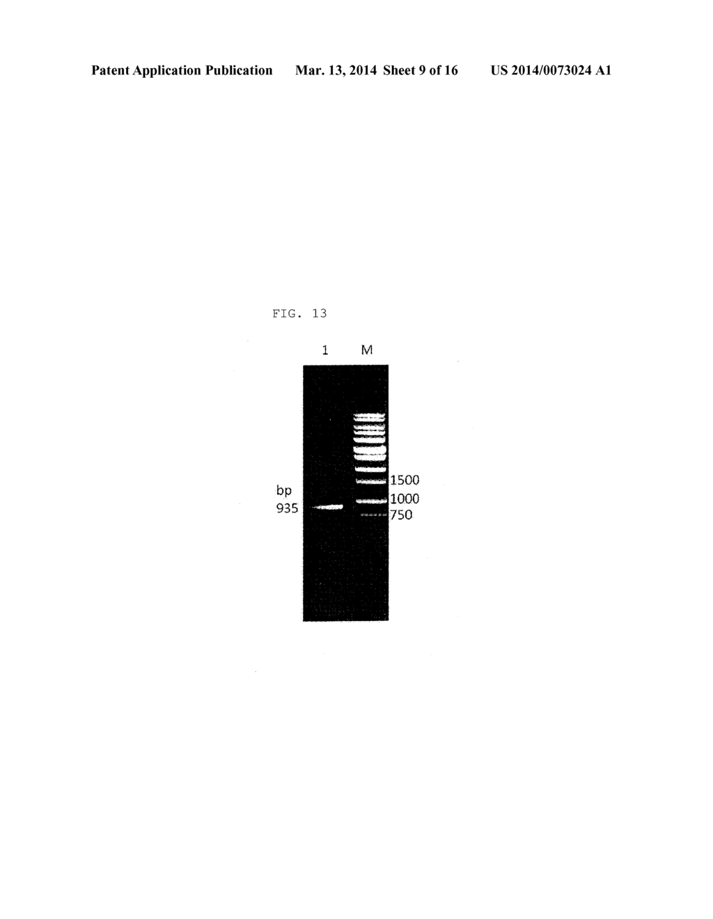 Phenylpyruvate Reductase and Method for Manufacturing Optically-Active     Phenyllactic Acid and 4-Hydroxyl-Phenyllactic Acid Using Same Enzyme - diagram, schematic, and image 10