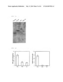 Phenylpyruvate Reductase and Method for Manufacturing Optically-Active     Phenyllactic Acid and 4-Hydroxyl-Phenyllactic Acid Using Same Enzyme diagram and image