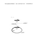 Phenylpyruvate Reductase and Method for Manufacturing Optically-Active     Phenyllactic Acid and 4-Hydroxyl-Phenyllactic Acid Using Same Enzyme diagram and image