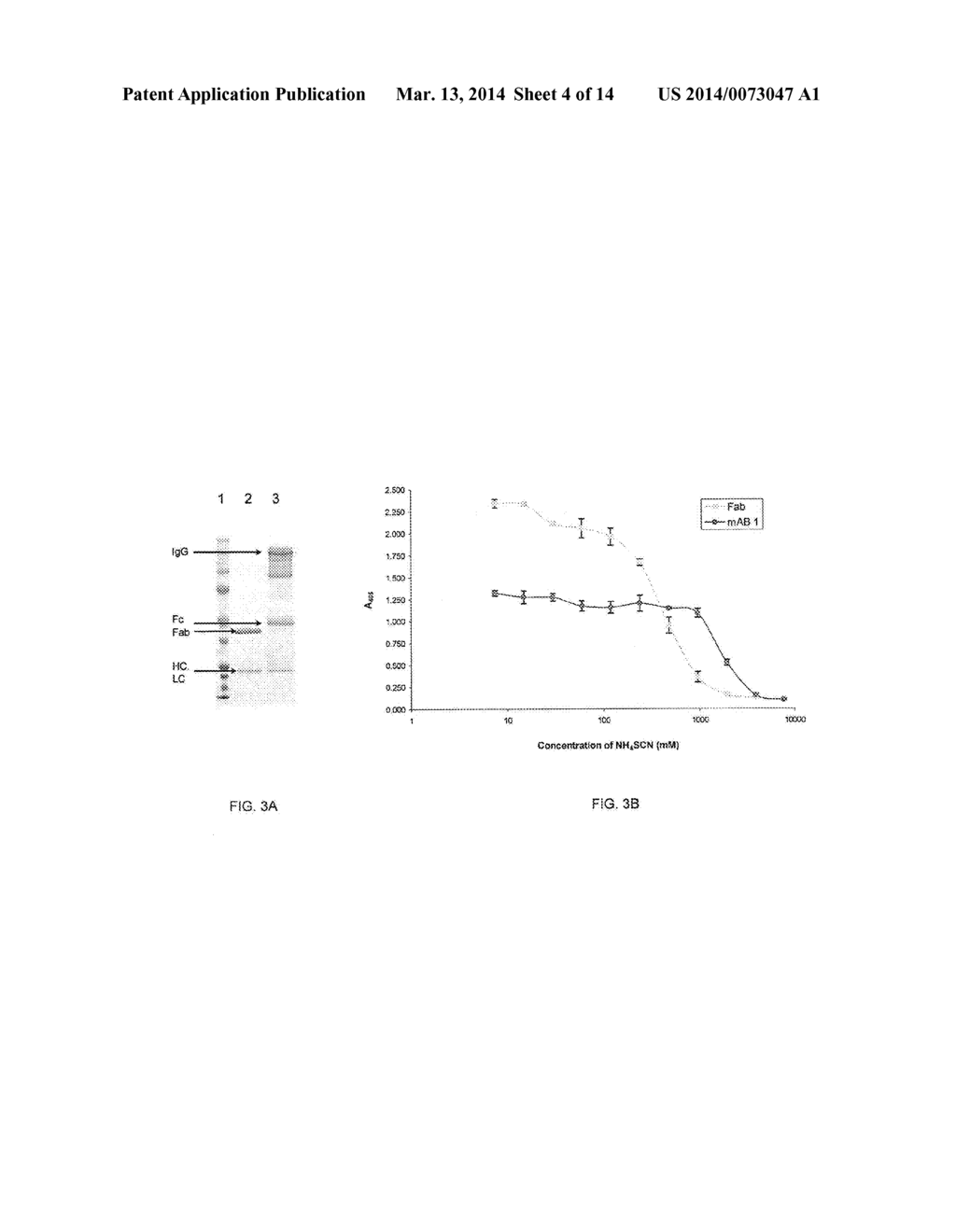 Connective Tissue Growth Factor Antibodies - diagram, schematic, and image 05