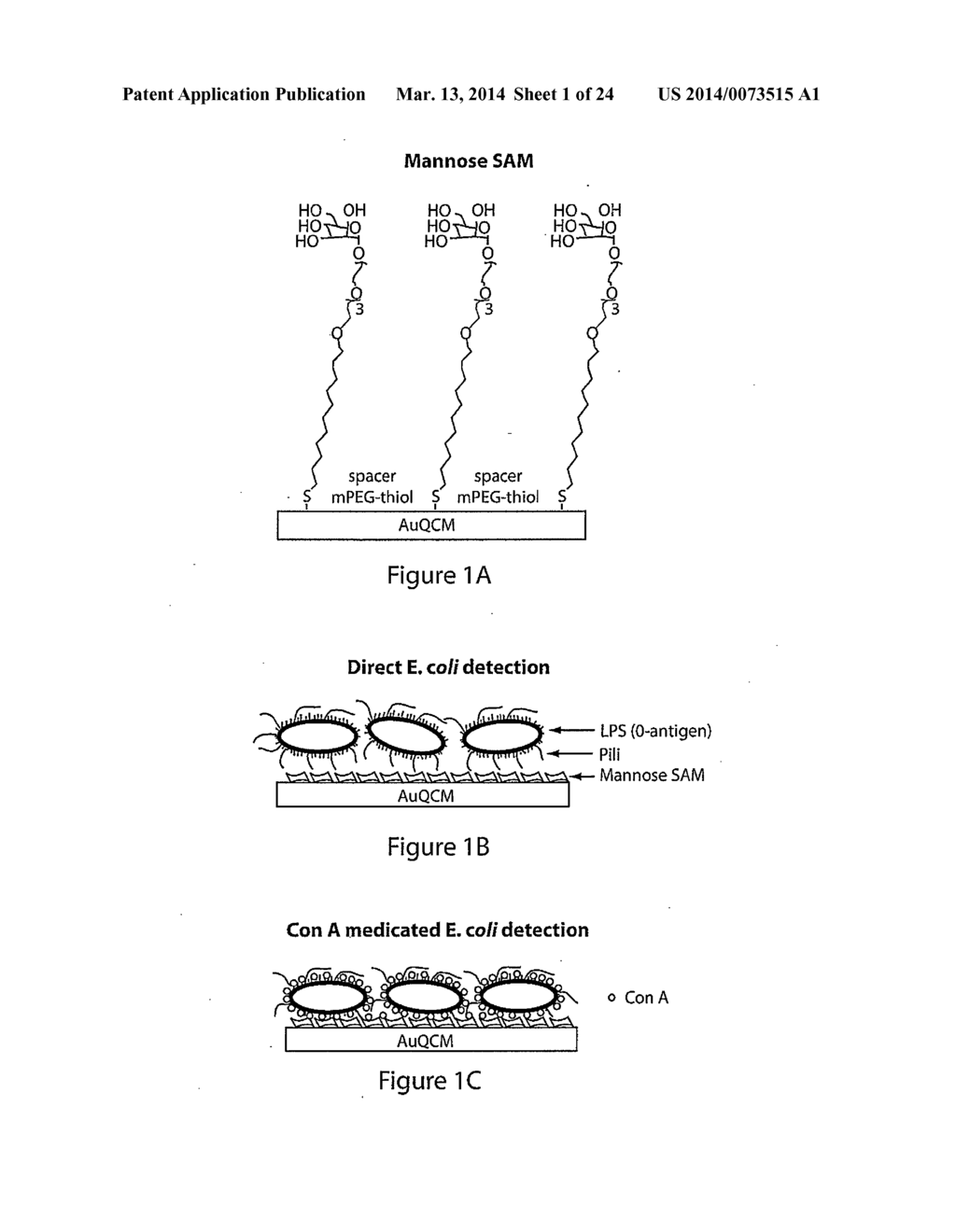 Microorganism detection and analysis using carbohydrate and lectin     recognition - diagram, schematic, and image 02