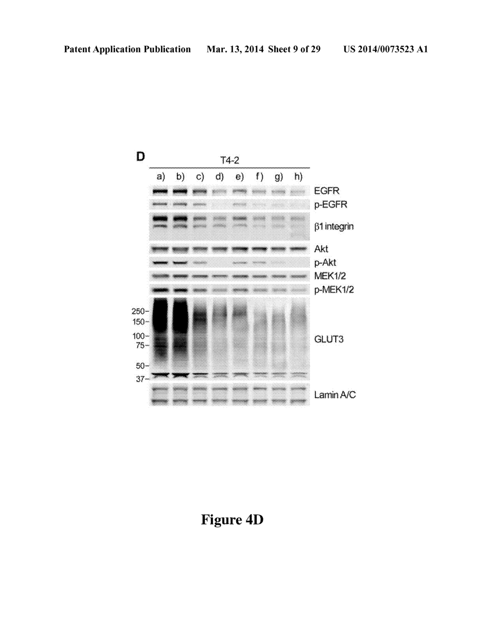 USE OF GLYCOLYTIC PATHWAYS FOR INHIBITING OR MEASURING ONCOGENIC SIGNALING - diagram, schematic, and image 10