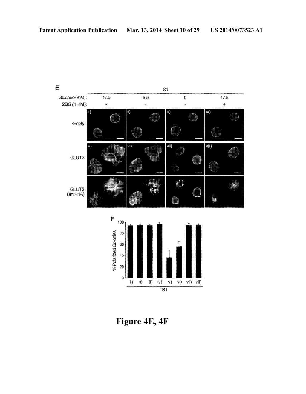 USE OF GLYCOLYTIC PATHWAYS FOR INHIBITING OR MEASURING ONCOGENIC SIGNALING - diagram, schematic, and image 11