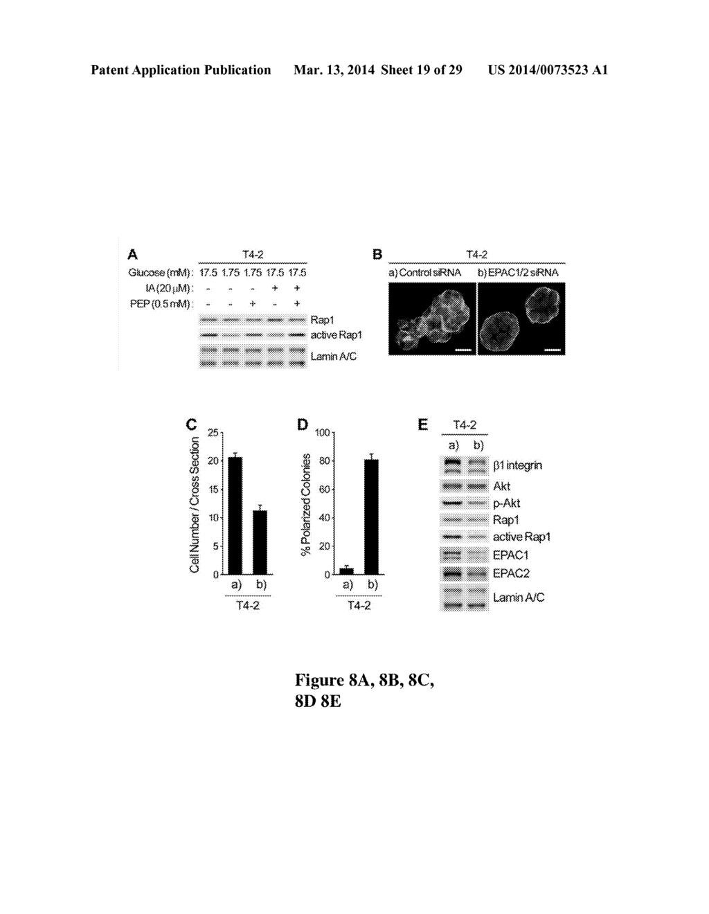 USE OF GLYCOLYTIC PATHWAYS FOR INHIBITING OR MEASURING ONCOGENIC SIGNALING - diagram, schematic, and image 20