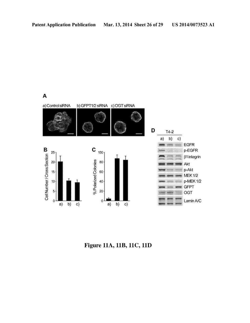 USE OF GLYCOLYTIC PATHWAYS FOR INHIBITING OR MEASURING ONCOGENIC SIGNALING - diagram, schematic, and image 27