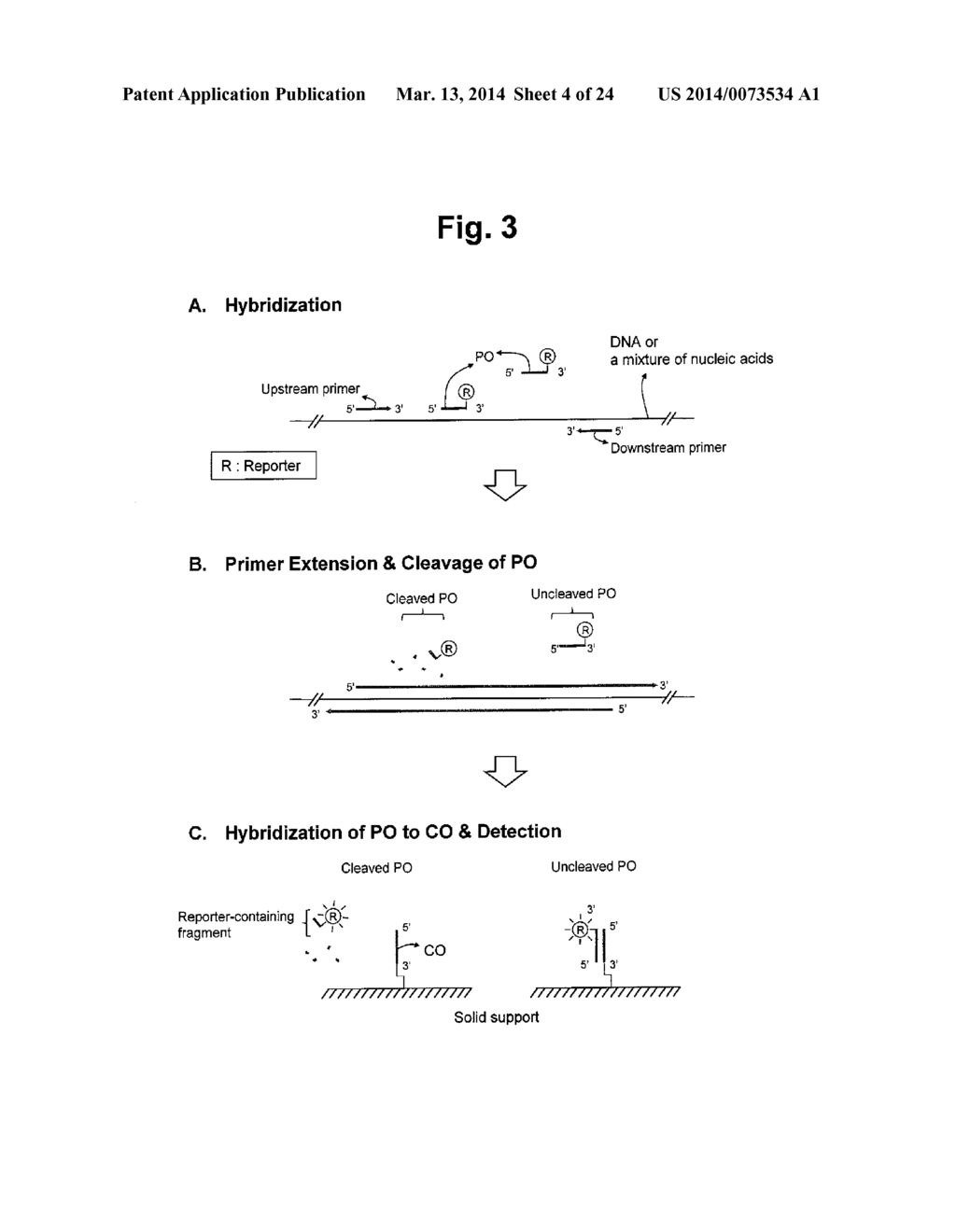 DETECTION OF TARGET NUCLEIC ACID SEQUENCES BY PO CLEAVAGE AND     HYBRIDIZATION - diagram, schematic, and image 05